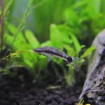 立ち上げから20日目　オトシンクルス